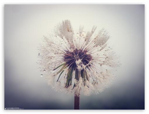 Dandelion UltraHD Wallpaper for Standard 4:3 Fullscreen UXGA XGA SVGA ; iPad 1/2/Mini ; Mobile 4:3 - UXGA XGA SVGA ;