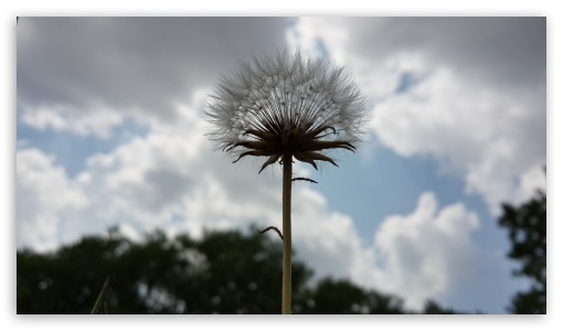 dandelion UltraHD Wallpaper for UHD 16:9 ; HD 16:9 ;