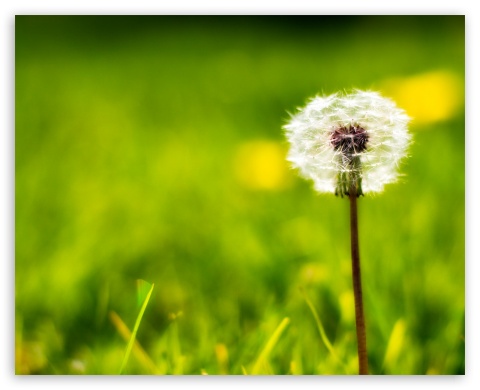 Dandelion () by NEOkeitaro UltraHD Wallpaper for Fullscreen 5:4 ;