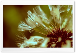 Dandelion After Rain Ultra HD Wallpaper for 4K UHD Widescreen desktop, tablet & smartphone