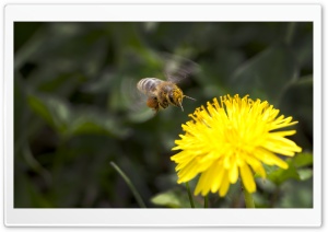 Dandelion And A Bee 4K UHD Wallpaper for Widescreen and UltraWide Desktop, UltraHD TV, Smartphone, Tablet