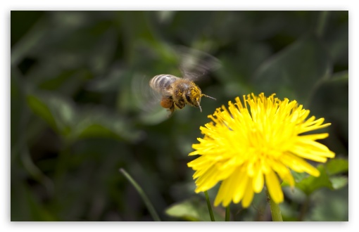 Dandelion And A Bee UltraHD Wallpaper for HD 16:9 ; Widescreen 16:10 5:3 ; Fullscreen 4:3 5:4 3:2 ; Tablet 1:1 ; Dual 5:4 ;