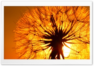 Dandelion And Sun Ultra HD Wallpaper for 4K UHD Widescreen desktop, tablet & smartphone