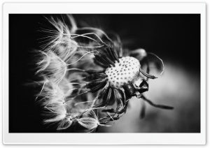 Dandelion Black and White Ultra HD Wallpaper for 4K UHD Widescreen desktop, tablet & smartphone