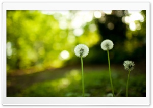 Dandelion Blowballs In The Field Ultra HD Wallpaper for 4K UHD Widescreen desktop, tablet & smartphone