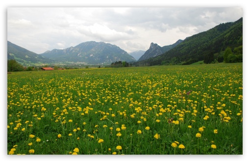 Dandelion Field UltraHD Wallpaper for 8K UHD TV 16:9 Ultra High Definition 2160p 1440p 1080p 900p 720p ; Widescreen 16:10 5:3 WHXGA WQXGA WUXGA WXGA WGA ; Fullscreen 4:3 5:4 3:2 UXGA XGA SVGA QSXGA SXGA DVGA HVGA HQVGA ( Apple PowerBook G4 iPhone 4 3G 3GS iPod Touch ) ; Tablet 1:1 ; Mobile 3:5 3:4 - ;