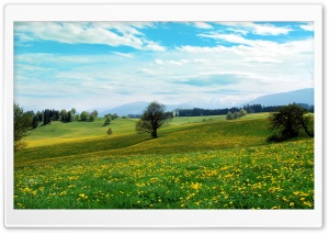 Dandelion Field Ultra HD Wallpaper for 4K UHD Widescreen desktop, tablet & smartphone