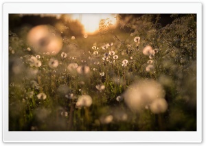 Dandelion Field, Nature Photography Ultra HD Wallpaper for 4K UHD Widescreen desktop, tablet & smartphone