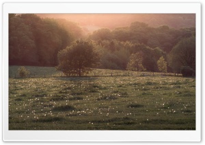 Dandelion Field Sunset, Scenic View Ultra HD Wallpaper for 4K UHD Widescreen desktop, tablet & smartphone