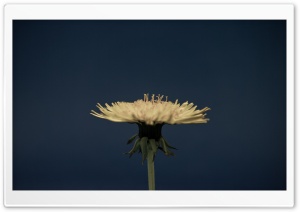 Dandelion Flower Close-up, Faded Colors Ultra HD Wallpaper for 4K UHD Widescreen desktop, tablet & smartphone