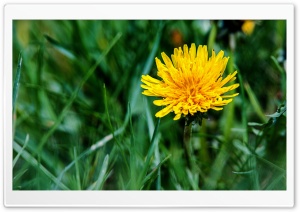Dandelion Flower Green Grass Ultra HD Wallpaper for 4K UHD Widescreen desktop, tablet & smartphone