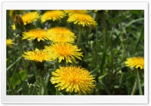 Dandelion Flowers 4K UHD Wallpaper for Widescreen and UltraWide Desktop, UltraHD TV, Smartphone, Tablet