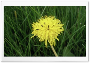 Dandelion Flowers 1 4K UHD Wallpaper for Widescreen and UltraWide Desktop, UltraHD TV, Smartphone, Tablet