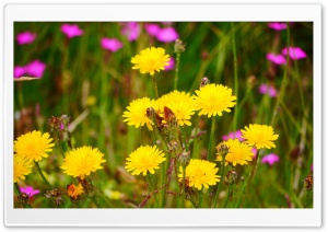 Dandelion Flowers Ultra HD Wallpaper for 4K UHD Widescreen desktop, tablet & smartphone
