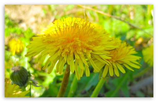 Dandelion Flowers Close-Up UltraHD Wallpaper for HD 16:9 ; Widescreen 16:10 5:3 ; Fullscreen 4:3 5:4 3:2 ; Tablet 1:1 ; Dual 4:3 5:4 ;