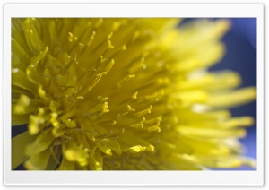Dandelion Flowers Macro Ultra HD Wallpaper for 4K UHD Widescreen desktop, tablet & smartphone