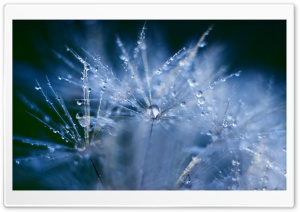Dandelion Fluff Ultra HD Wallpaper for 4K UHD Widescreen desktop, tablet & smartphone