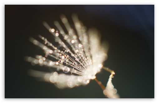 Dandelion Fluff Close up UltraHD Wallpaper for 8K UHD TV 16:9 Ultra High Definition 2160p 1440p 1080p 900p 720p ; Widescreen 16:10 5:3 WHXGA WQXGA WUXGA WXGA WGA ; Fullscreen 4:3 5:4 3:2 UXGA XGA SVGA QSXGA SXGA DVGA HVGA HQVGA ( Apple PowerBook G4 iPhone 4 3G 3GS iPod Touch ) ; Tablet 1:1 ; Mobile 3:5 3:4 - ;