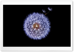 Dandelion Globular Head of Seeds, Black Background Ultra HD Wallpaper for 4K UHD Widescreen desktop, tablet & smartphone