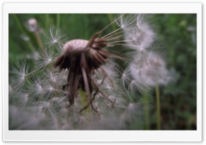 Dandelion Macro 4K UHD Wallpaper for Widescreen and UltraWide Desktop, UltraHD TV, Smartphone, Tablet