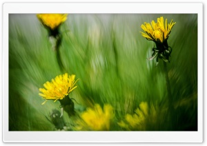 Dandelion Meadow Ultra HD Wallpaper for 4K UHD Widescreen desktop, tablet & smartphone