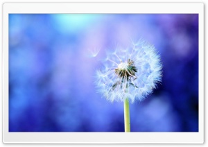 Dandelion On Purple Background Ultra HD Wallpaper for 4K UHD Widescreen desktop, tablet & smartphone