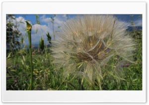 dandelion plant Ultra HD Wallpaper for 4K UHD Widescreen Desktop, Lockscreen, Screensaver, TV, Tablet, Smartphone