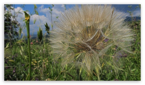 dandelion plant UltraHD Wallpaper for UHD 16:9 ; HD 16:9 ;