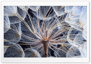 Dandelion Seed Head Macro 4K UHD Wallpaper for Widescreen and UltraWide Desktop, UltraHD TV, Smartphone, Tablet