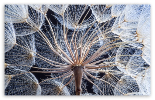 Dandelion Seed Head Macro 4K UHD Wallpaper for Widescreen and UltraWide Desktop, UltraHD TV, Smartphone, Tablet Dandelion Seed Head Macro UltraHD Wallpaper for HD 16:9 ; UltraWide 21:9 ; Widescreen 16:10 5:3 ; Fullscreen 4:3 5:4 3:2 ; Tablet 1:1 ; Mobile 9:16 10:16 2:3 3:5 3:4 ;