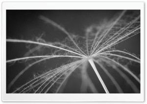 Dandelion Seed Macro Black and White Ultra HD Wallpaper for 4K UHD Widescreen desktop, tablet & smartphone
