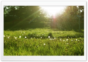 Dandelion Seeds - Make a Wish Ultra HD Wallpaper for 4K UHD Widescreen desktop, tablet & smartphone