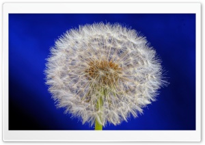 Dandelion Seeds Macro, Blue Background Ultra HD Wallpaper for 4K UHD Widescreen desktop, tablet & smartphone