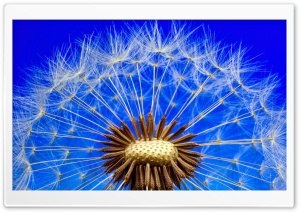 Dandelion Seeds Macro, Blue Sky Ultra HD Wallpaper for 4K UHD Widescreen desktop, tablet & smartphone