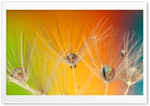 Dandelion Seeds Macro, Colorful Background Ultra HD Wallpaper for 4K UHD Widescreen desktop, tablet & smartphone