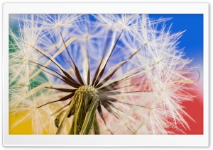 Dandelion Seeds Macro, Colorful Background Ultra HD Wallpaper for 4K UHD Widescreen desktop, tablet & smartphone