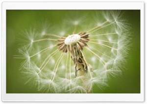 Dandelion Seeds Macro, Green background Ultra HD Wallpaper for 4K UHD Widescreen desktop, tablet & smartphone