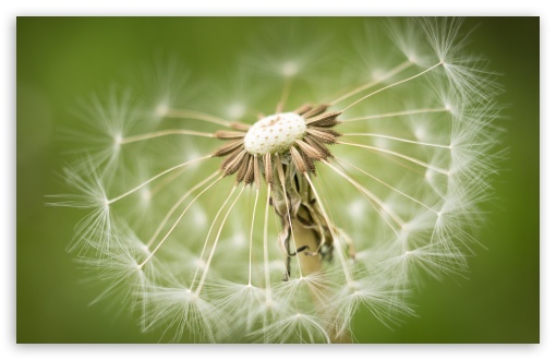 Dandelion Seeds Macro, Green background UltraHD Wallpaper for 8K UHD TV 16:9 Ultra High Definition 2160p 1440p 1080p 900p 720p ; Widescreen 16:10 5:3 WHXGA WQXGA WUXGA WXGA WGA ; Fullscreen 4:3 5:4 3:2 UXGA XGA SVGA QSXGA SXGA DVGA HVGA HQVGA ( Apple PowerBook G4 iPhone 4 3G 3GS iPod Touch ) ; Tablet 1:1 ;