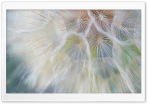 Dandelion Wish Ultra HD Wallpaper for 4K UHD Widescreen desktop, tablet & smartphone