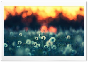 Dandelions At Sunset Ultra HD Wallpaper for 4K UHD Widescreen desktop, tablet & smartphone