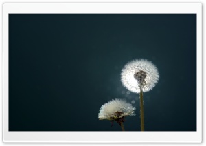 Dandelions Close Up Ultra HD Wallpaper for 4K UHD Widescreen desktop, tablet & smartphone