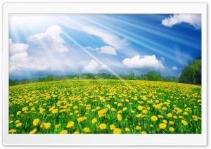 Dandelions Field Ultra HD Wallpaper for 4K UHD Widescreen desktop, tablet & smartphone