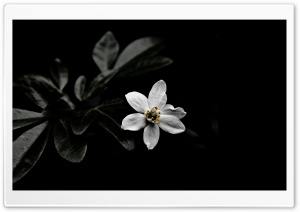 Dark Ultra HD Wallpaper for 4K UHD Widescreen desktop, tablet & smartphone