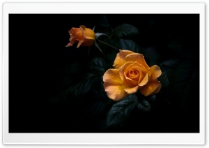 Dark Aesthetic Yellow Orange Rose 4K UHD Wallpaper for Widescreen and UltraWide Desktop, UltraHD TV, Smartphone, Tablet
