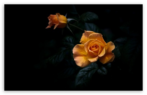 Dark Aesthetic Yellow Orange Rose UltraHD Wallpaper for UHD 16:9 ; HD 16:9 ; UltraWide 21:9 24:10 32:9 32:10 ; Widescreen 16:10 5:3 ; Fullscreen 4:3 5:4 3:2 ; Tablet 1:1 ; Mobile 9:16 9:19.5 9:20 9:21 9:22 10:16 2:3 3:5 3:4 ; Dual 16:10 5:3 16:9 4:3 5:4 3:2 ;
