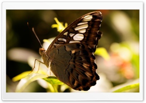 Dark Butterfly Macro Ultra HD Wallpaper for 4K UHD Widescreen desktop, tablet & smartphone