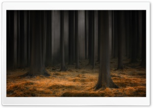 Dark Enchanted Forest Ultra HD Wallpaper for 4K UHD Widescreen desktop, tablet & smartphone