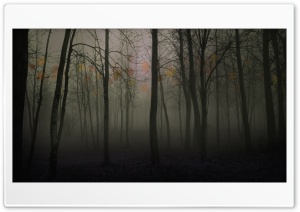 Dark forest 4K UHD Wallpaper for Widescreen and UltraWide Desktop, UltraHD TV, Smartphone, Tablet