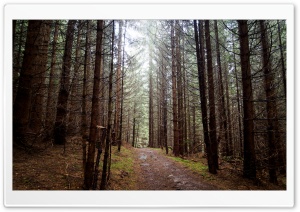 Dark forest Ultra HD Wallpaper for 4K UHD Widescreen desktop, tablet & smartphone