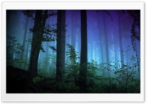 Dark Forest Ultra HD Wallpaper for 4K UHD Widescreen desktop, tablet & smartphone